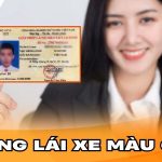 Bằng lái xe màu gì? Tìm hiểu quy định về giấy phép lái xe năm 2025